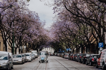 粉色 kaboompics_Purple Jacaranda trees and Tuk Tuk taxi. At Avenida Dom Carlos I, Lisbon, Portugal.jpg