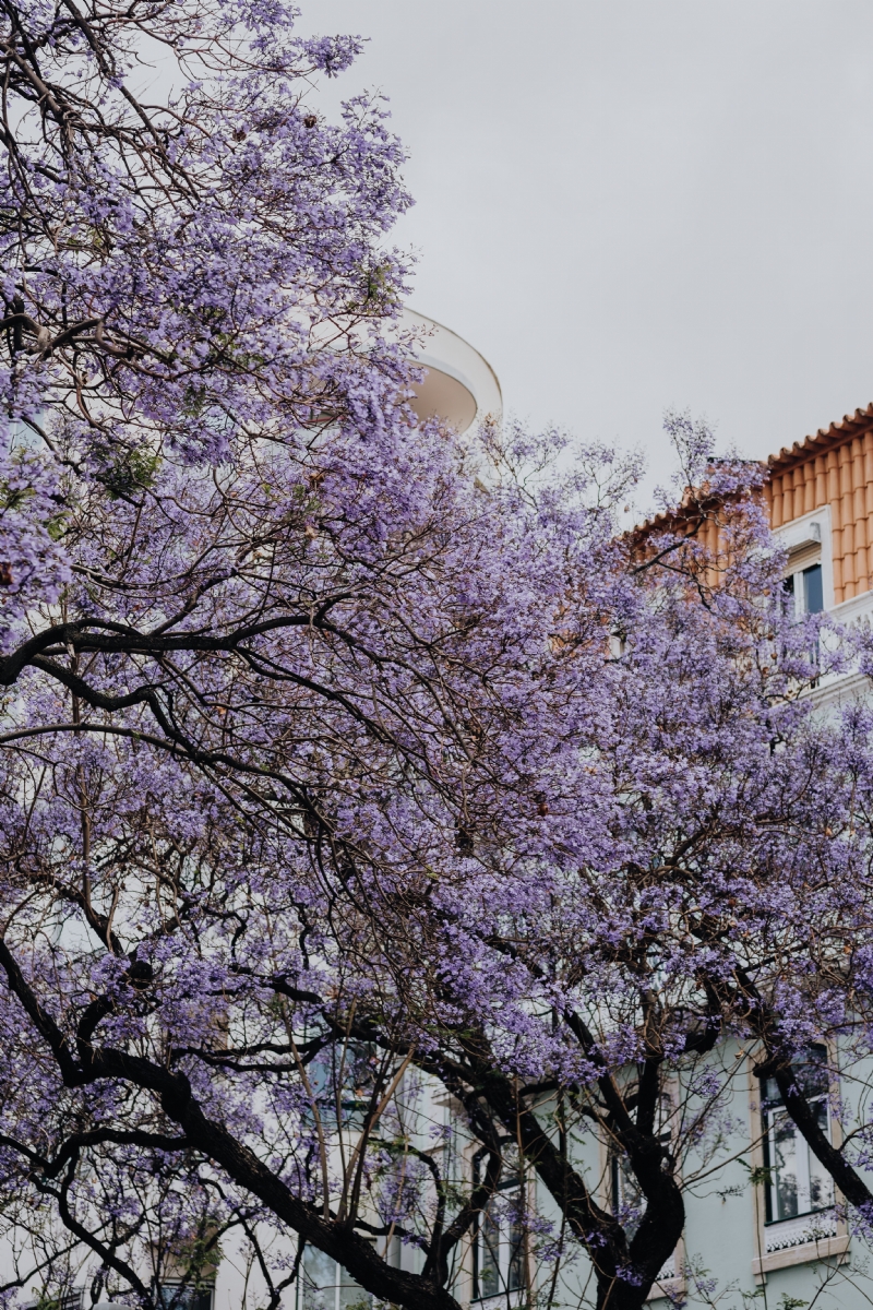 kaboompics_Purple Jacaranda trees. At Avenida Dom Carlos I, Lisbon, Portugal.jpg 方案配图,色彩意境,粉色,