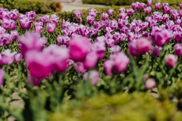 粉色 kaboompics_Purple tulips.jpg