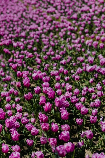 粉色 kaboompics_Purple tulips-2.jpg