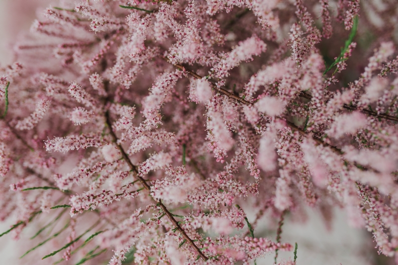 kaboompics_Tree bloom in early Spring.jpg 方案配图,色彩意境,粉色,