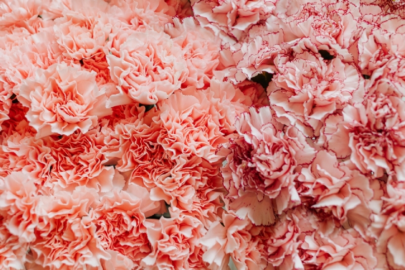 kaboompics_Various pink fresh flowers (carnations)-2.jpg 方案配图,色彩意境,粉色,