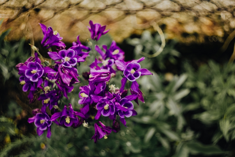 kaboompics_Beautiful dark purple wild Aquilegia vulgaris flowers.jpg 方案配图,色彩意境,紫色,