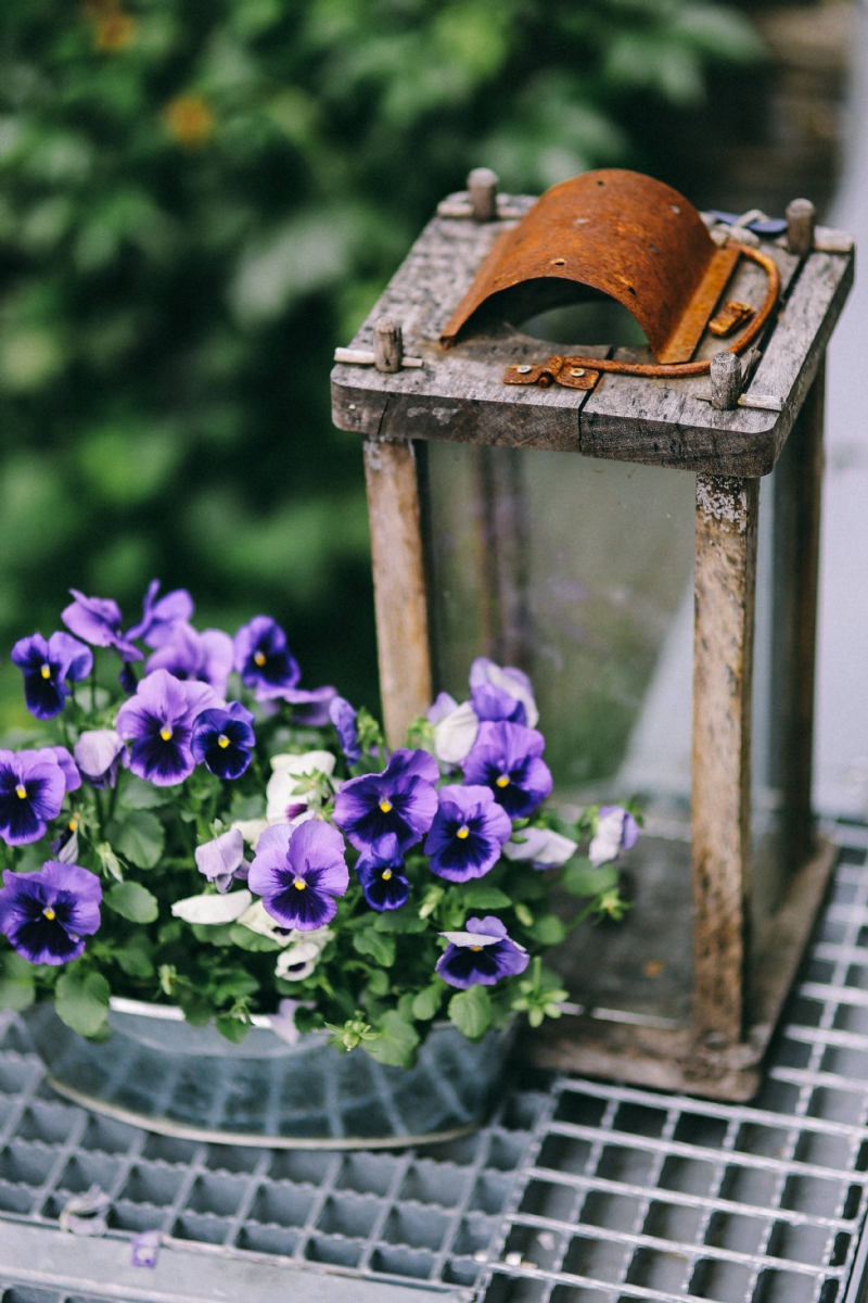 kaboompics_Blue viola flowers with an old empty lantern.jpg 方案配图,色彩意境,紫色,