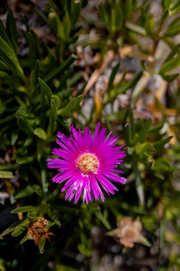 紫色 kaboompics_Carpobrotus rossii, a succulent coastal groundcover plant, karkalla, pig face, pigface.jpg