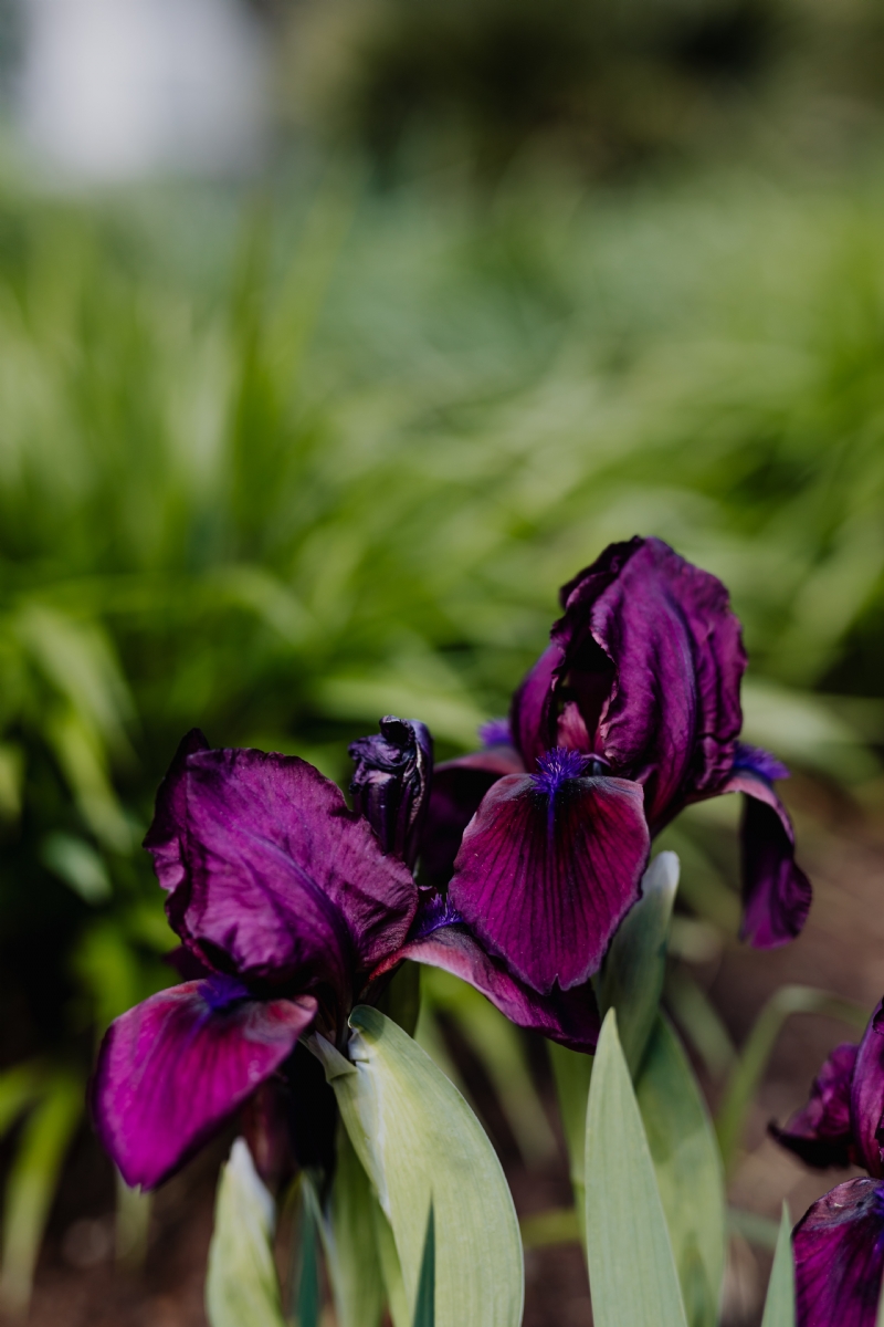 kaboompics_Iris flowers blooming in Madrid Botanic Garden - Real Jardin Botanico.jpg 方案配图,色彩意境,紫色,