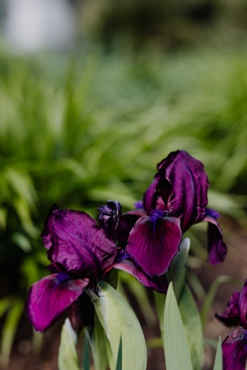 紫色 kaboompics_Iris flowers blooming in Madrid Botanic Garden - Real Jardin Botanico.jpg