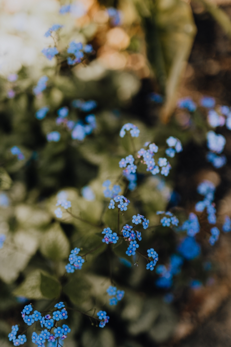 kaboompics_Myosotis - forget-me-nots.jpg 方案配图,色彩意境,紫色,