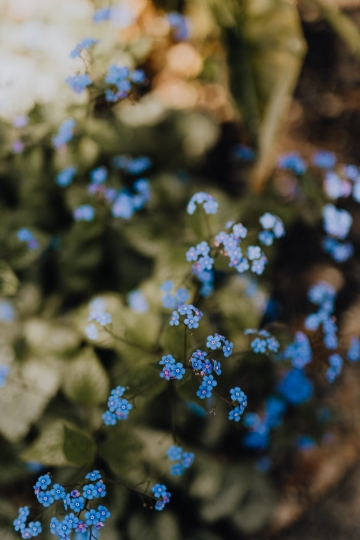 紫色 kaboompics_Myosotis - forget-me-nots.jpg