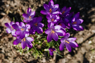 紫色 kaboompics_Purple crocuses blooming in spring.jpg