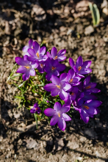 紫色 kaboompics_Purple crocuses blooming in spring-2.jpg