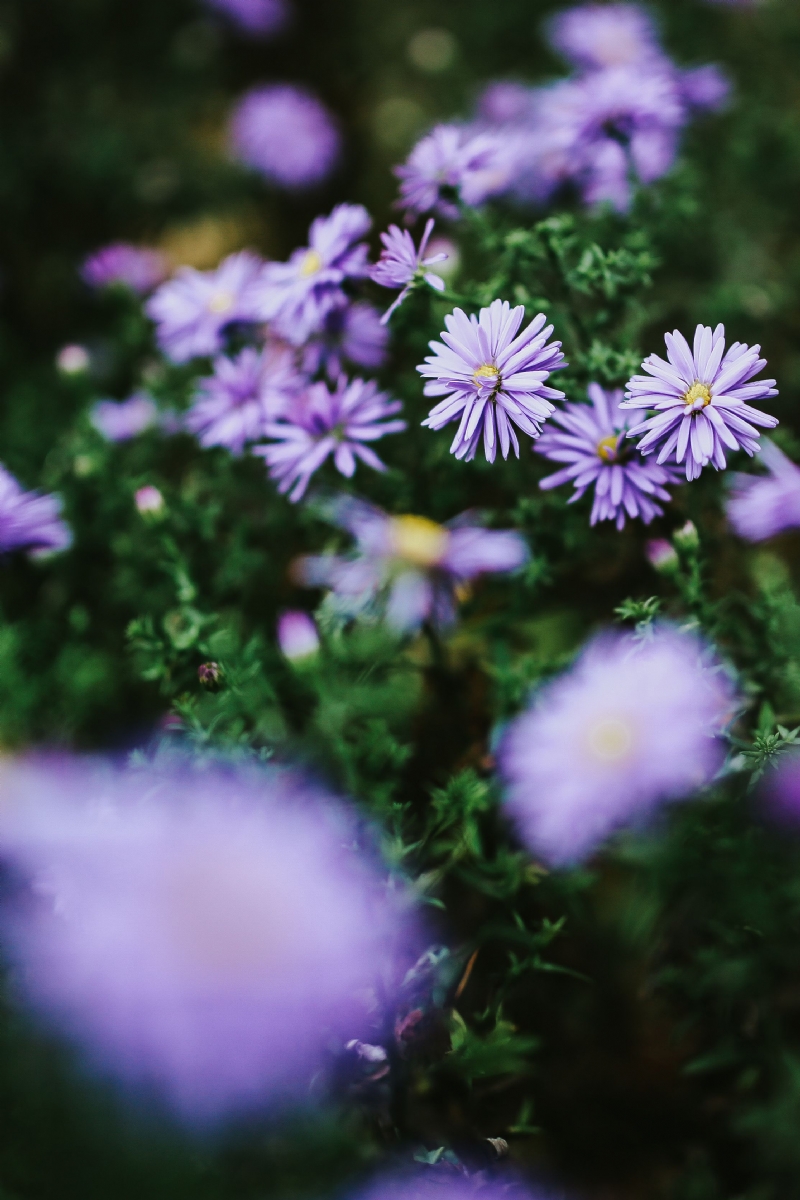 kaboompics_Purple flowers close-ups.jpg 方案配图,色彩意境,紫色,