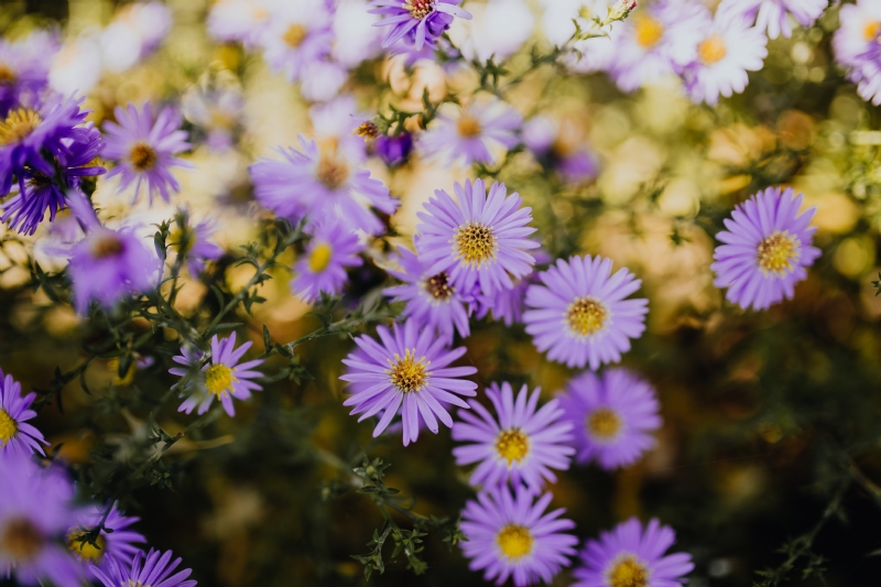 kaboompics_Small purple flowers in the garden.jpg 方案配图,色彩意境,紫色,