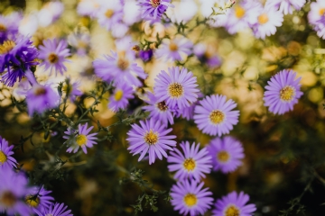 紫色 kaboompics_Small purple flowers in the garden.jpg