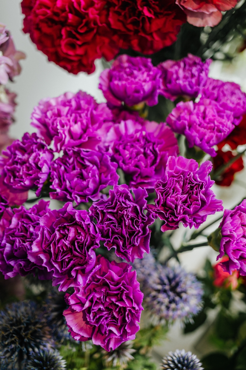 kaboompics_Various pink fresh flowers (carnations).jpg 方案配图,色彩意境,紫色,