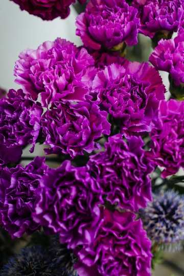 紫色 kaboompics_Various purple fresh flowers (carnations).jpg