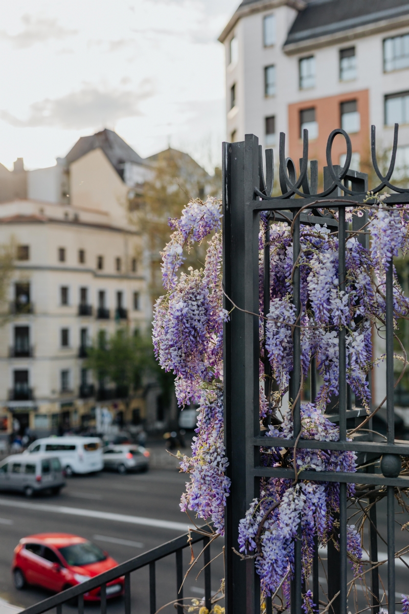 kaboompics_Wisteria in bloom in Madrid.jpg 方案配图,色彩意境,紫色,