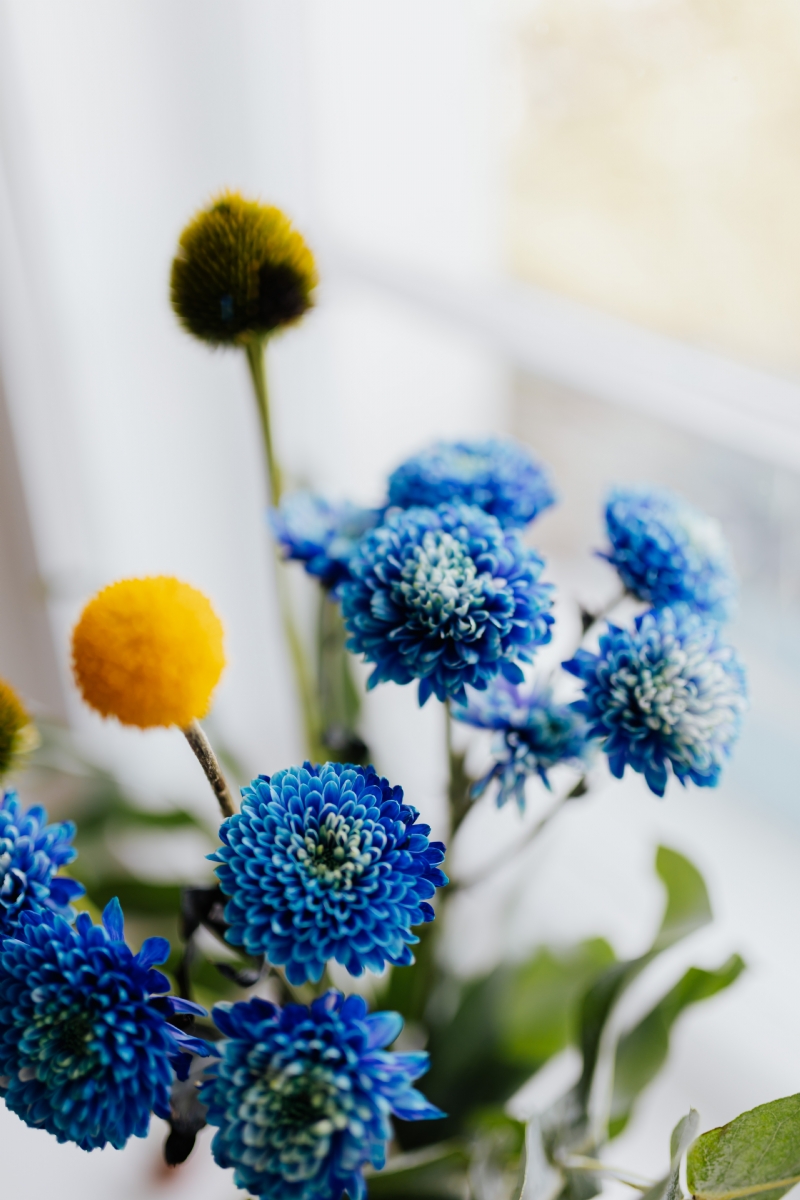 kaboompics_Blue Chrysanthemum morifolium, pink carnation, craspedia globosa, Echinacea, Phlebodium.jpg 方案配图,色彩意境,蓝色,