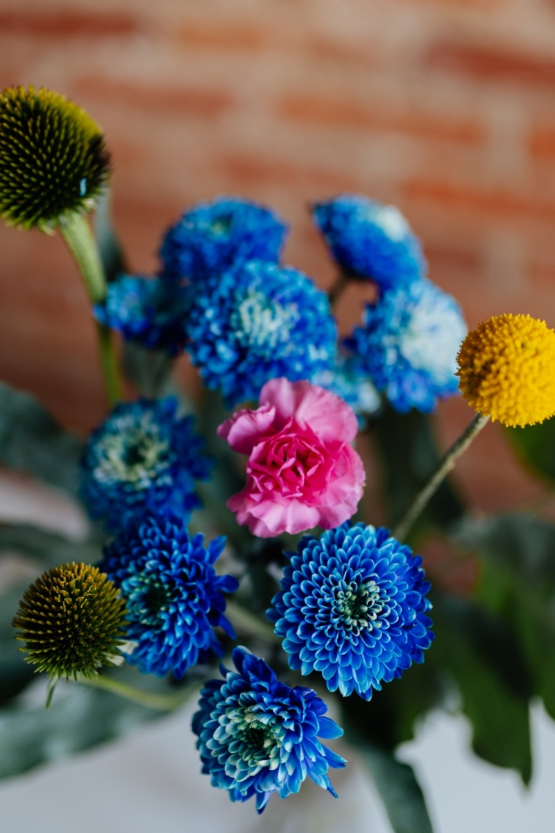 kaboompics_Blue Chrysanthemum morifolium, pink carnation, craspedia globosa, Echinacea, Phlebodium-2.jpg 方案配图,色彩意境,蓝色,