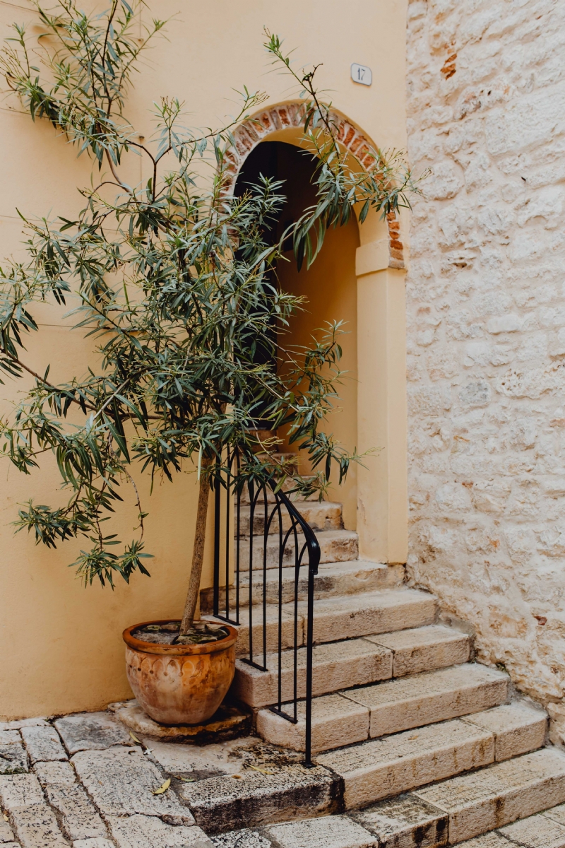 kaboompics_Olive tree in a ceramic pot stands by the stairs, Rovinj, Croatia.jpg 建筑参考,局部元素,外墙,