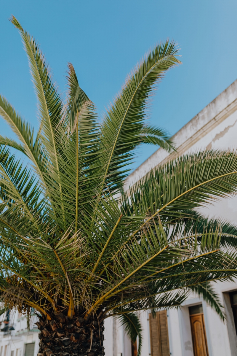 kaboompics_Palm tree in the city.jpg 建筑参考,局部元素,外墙,