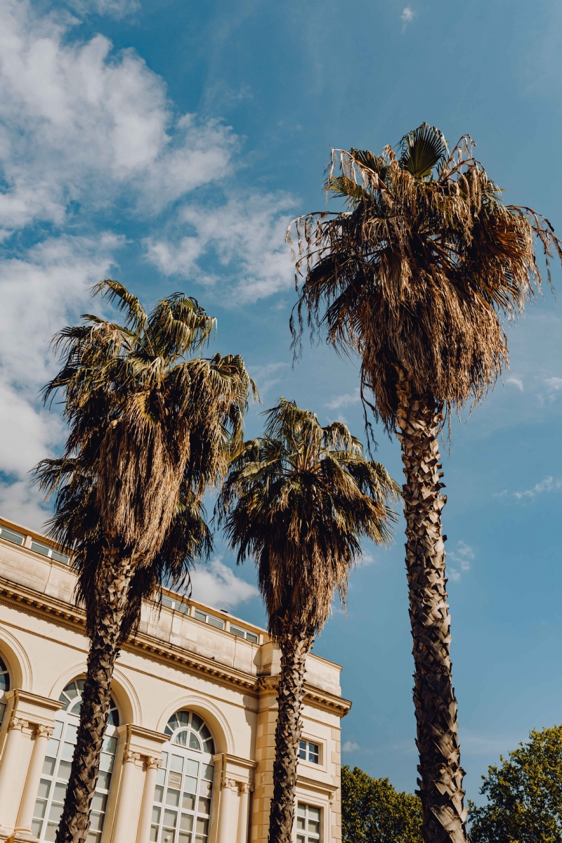 kaboompics_Palm trees and blue sky.jpg 建筑参考,局部元素,外墙,