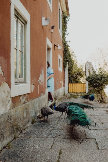 外墙 kaboompics_Woman is feeding the peacocks.jpg