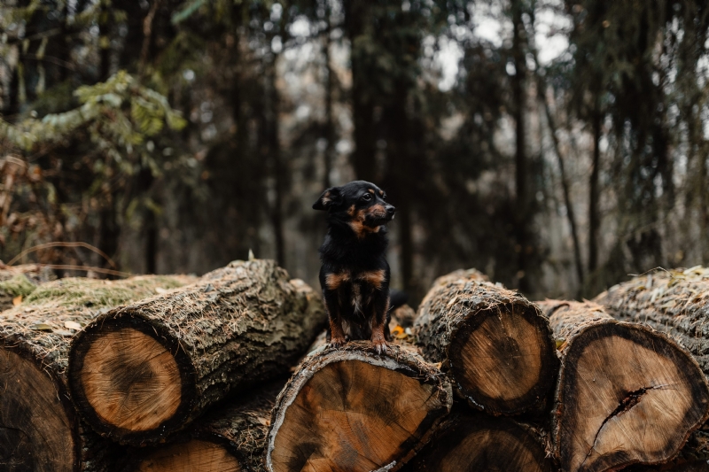 kaboompics_A small black dog is sitting on a pile of felled wood in the forest.jpg 方案配图,色彩意境,褐色,