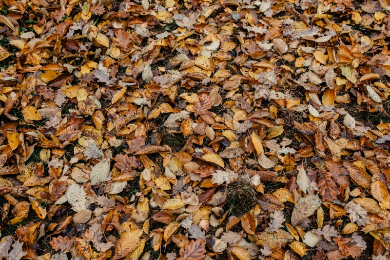 kaboompics_Autumn leaves - shades of brown and orange.jpg 方案配图,色彩意境,褐色,