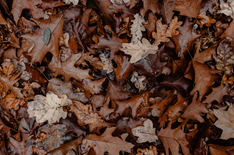 kaboompics_Autumn leaves - shades of brown.jpg 方案配图,色彩意境,褐色,