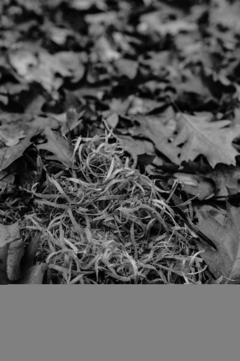 kaboompics_Autumn leaves & sawdust - shades of brown.jpg 方案配图,色彩意境,褐色,