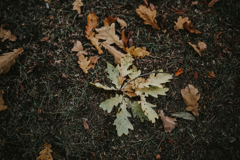 kaboompics_Autumn leaves on the ground.jpg 方案配图,色彩意境,褐色,