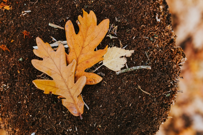 kaboompics_Autumn leaves.jpg 方案配图,色彩意境,褐色,