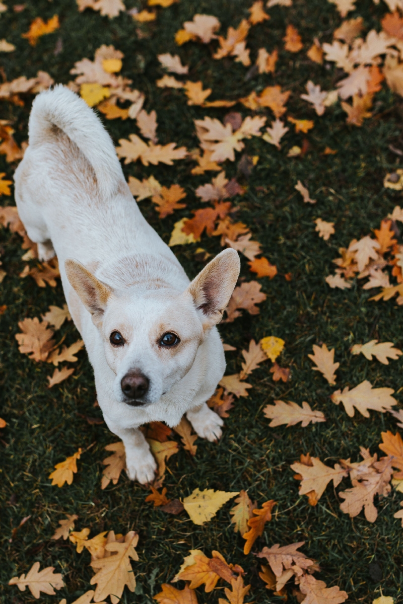 kaboompics_Autumn walk with dogs.jpg 方案配图,色彩意境,褐色,