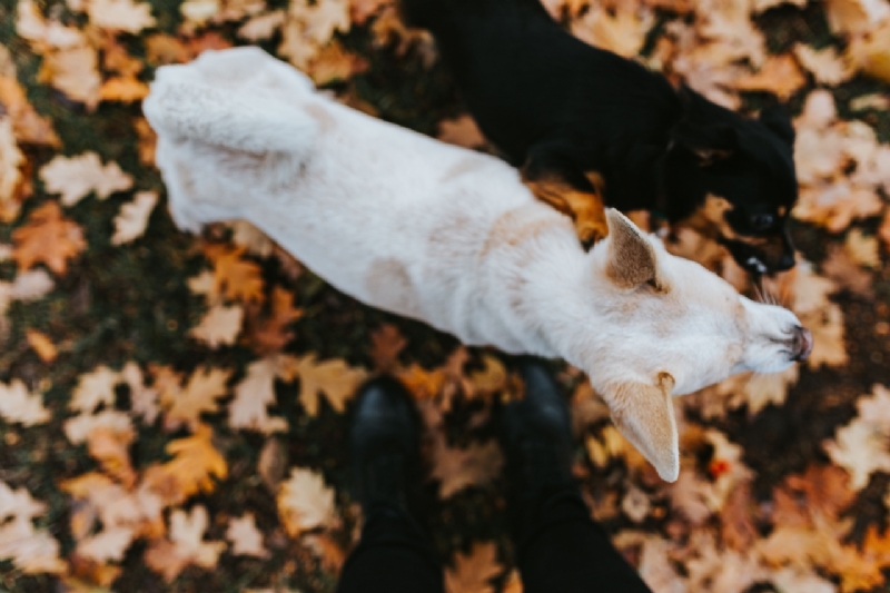 kaboompics_Autumn walk with dogs-2.jpg 方案配图,色彩意境,褐色,