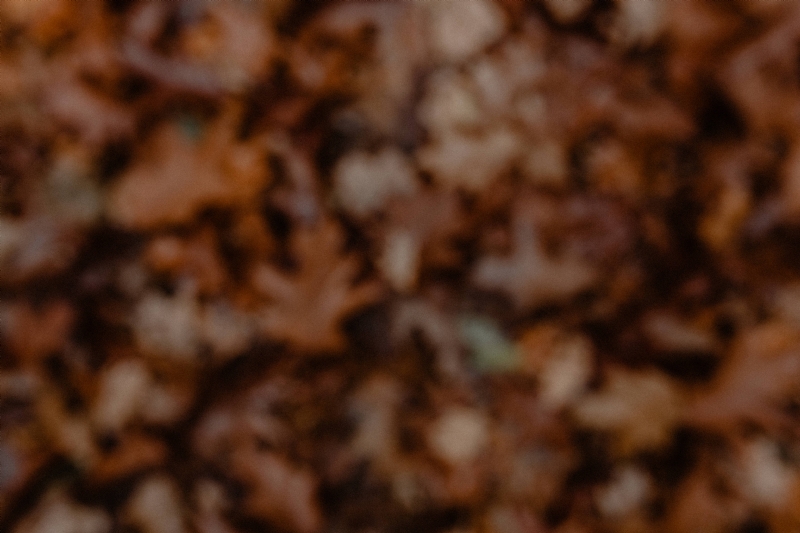 kaboompics_Blurred background with brown leaves.jpg 方案配图,色彩意境,褐色,