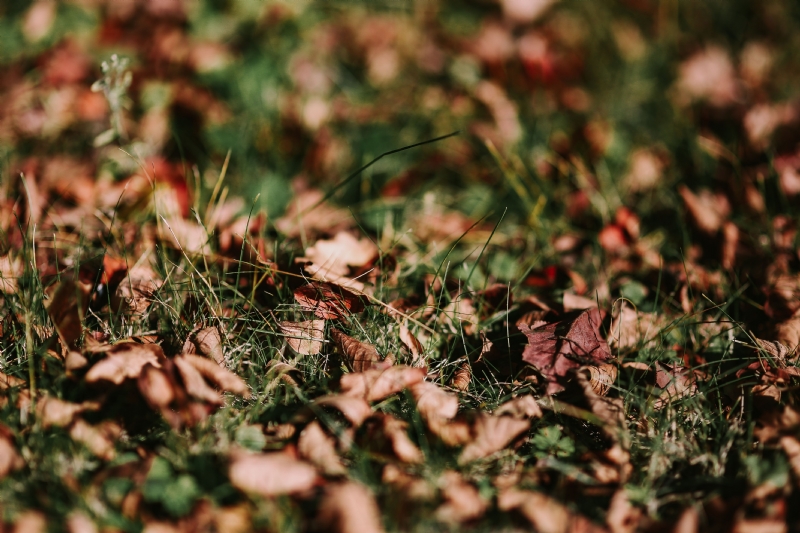 kaboompics_Brown leaves on the grass.jpg 方案配图,色彩意境,褐色,