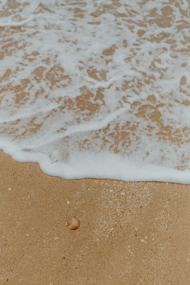 kaboompics_Closeup of sand, shell and small wave.jpg 方案配图,色彩意境,褐色,