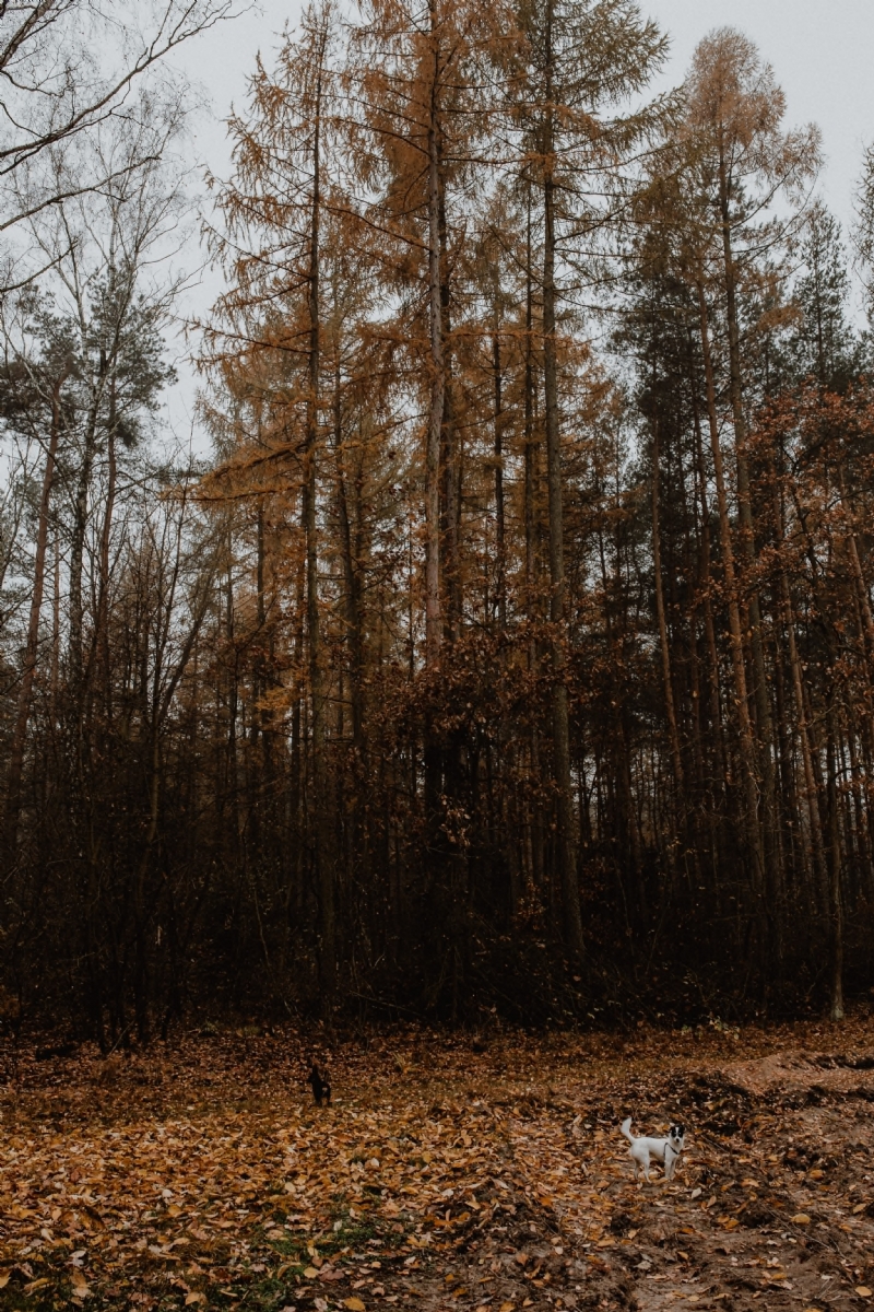 kaboompics_Dogs in the autumn forest.jpg 方案配图,色彩意境,褐色,