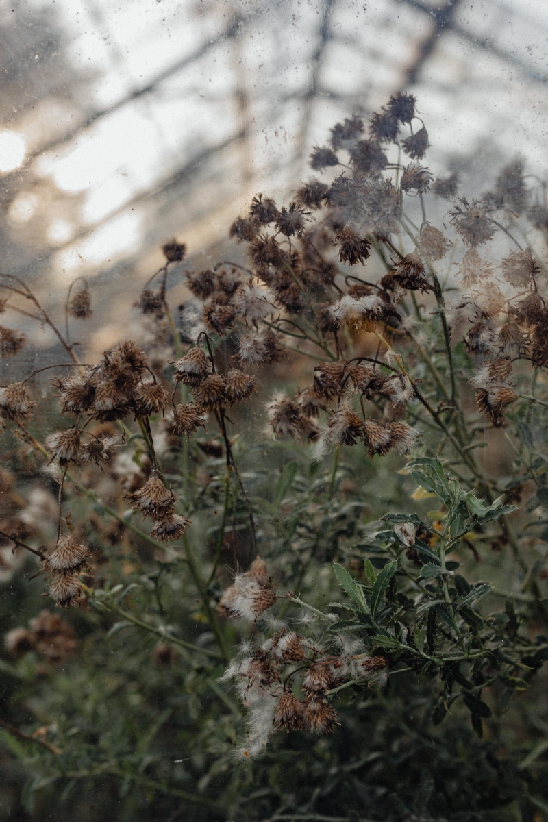 kaboompics_Dried plants in greenhouse.jpg 方案配图,色彩意境,褐色,