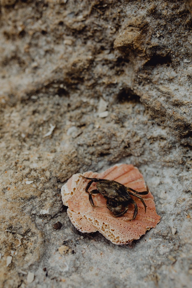 kaboompics_Dry dead crab at the beach.jpg 方案配图,色彩意境,褐色,