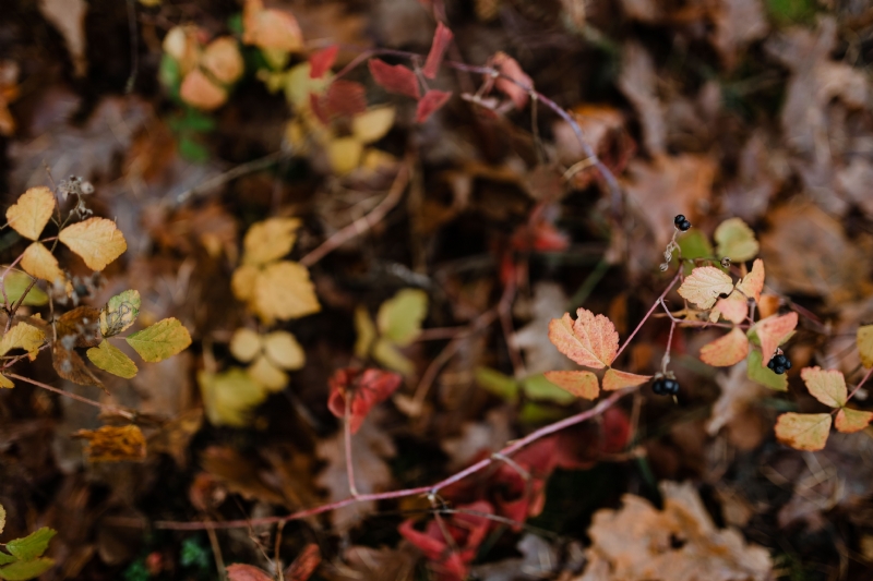 kaboompics_Forest fruit - autumn leaves.jpg 方案配图,色彩意境,褐色,