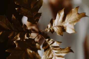 褐色 kaboompics_Golden oak leaves.jpg