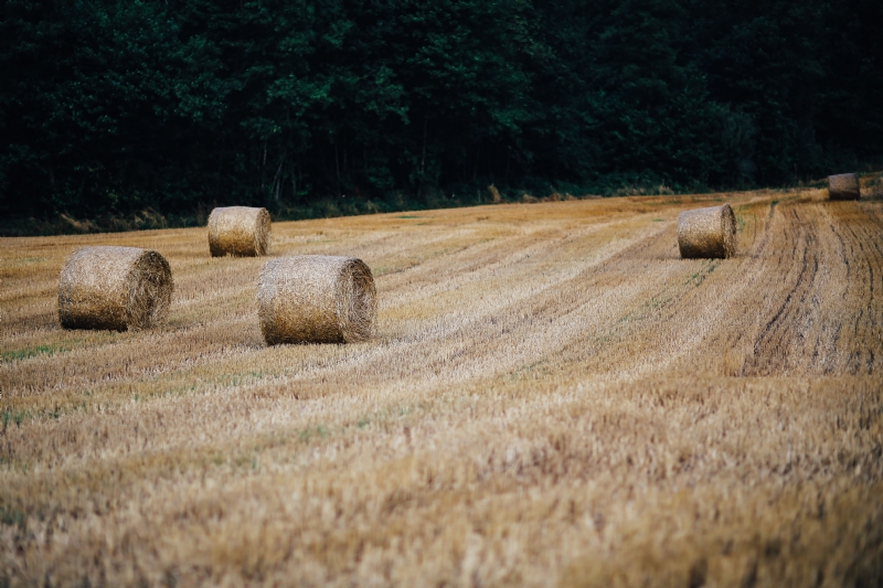 kaboompics_Haystacks on a field.jpg 方案配图,色彩意境,褐色,