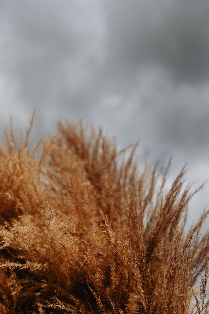 kaboompics_Pampas grass against the background of a cloudy sky.jpg 方案配图,色彩意境,褐色,