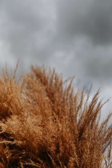 褐色 kaboompics_Pampas grass against the background of a cloudy sky.jpg