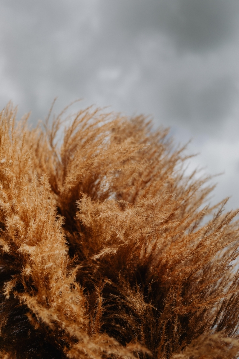 kaboompics_Pampas grass against the background of a cloudy sky-2.jpg 方案配图,色彩意境,褐色,