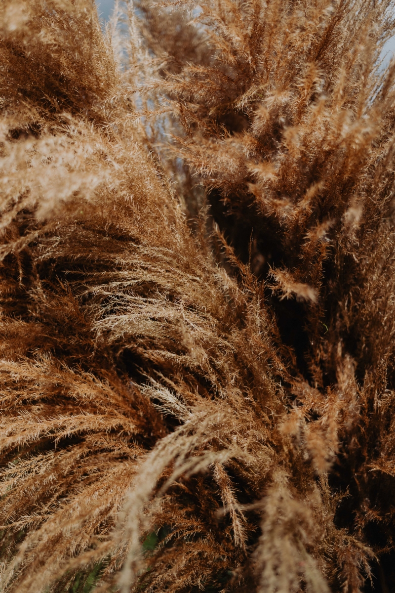 kaboompics_Pampas grass.jpg 方案配图,色彩意境,褐色,