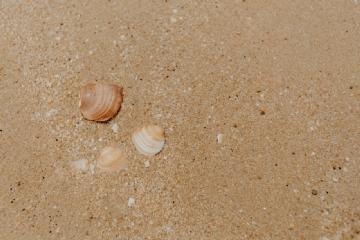 褐色 kaboompics_Sand beach background with sea shells & pebbles - many round small stones-2.jpg