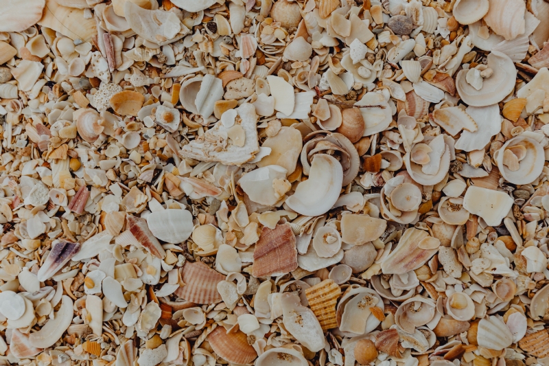 kaboompics_Sea shells on the beach, Algarve, Portugal.jpg 方案配图,色彩意境,褐色,